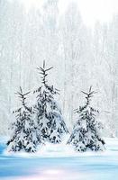 bosque de invierno paisaje de invierno foto