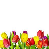 Yellow and pink tulips photo