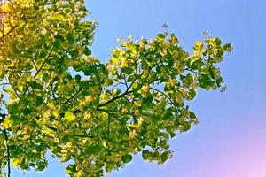 Sprig of flowering linden tree on the background of the spring landscape. photo