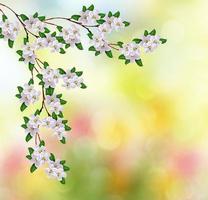 spring landscape. Flowering apple tree.  garden. photo