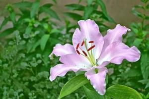 Colorful bright lily flowers on a background of the summer landscape. photo