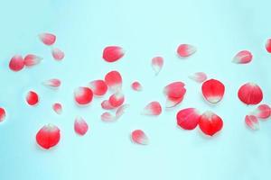 Bright pink rose petals. floral background. photo