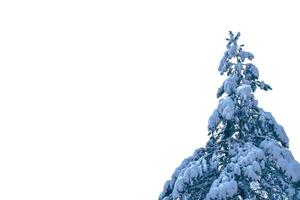 Christmas tree isolated on white background. Spruce. photo