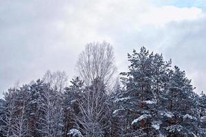 bosque de invierno congelado con árboles cubiertos de nieve. foto