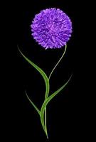 aster flowers isolated on a black background photo