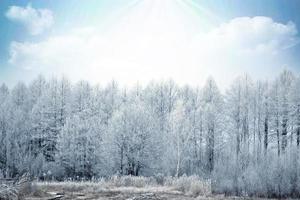 bosque de invierno paisaje de invierno foto