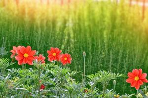 Colorful  flowers dahlia on the background of the summer landscape photo