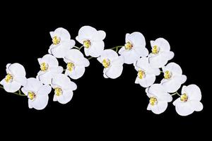 Orchid flower isolated on black background. photo