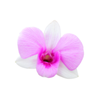 schöne Orchidee png