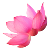 Pink lotus png