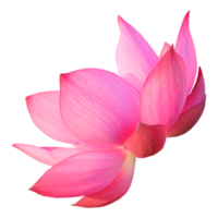 Lótus Rosa PNG