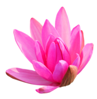 roze lotus png