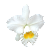 Weiße Cattleya-Orchidee png