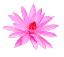 Lótus Rosa PNG