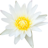 fleur de lotus png