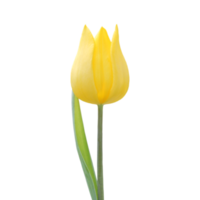 gelbe Tulpe png