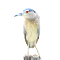 Black-crowned Night Heron bird png