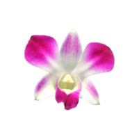 hermosa orquidea png