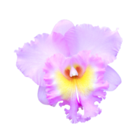 belle orchidée png