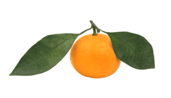 Fruta Laranja PNG