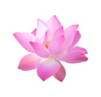 fleur de lotus rose png