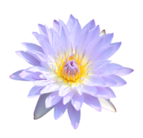 fleur de lotus png