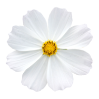 flor branca png