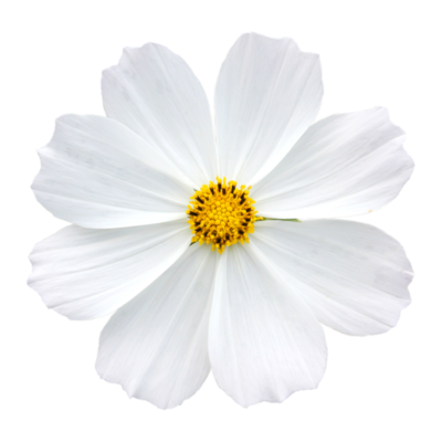 Flores Blancas PNG para descargar gratis