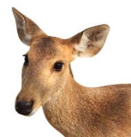 jeune cerf png