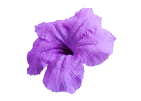 morning glory flower isolated on transparent background png