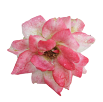 rosa rosa aislado en un fondo transparente png