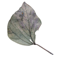 Natural dry leaves isolated on a transparent background png