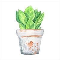 Flower pot with green leaves . Watercolor illustration vector