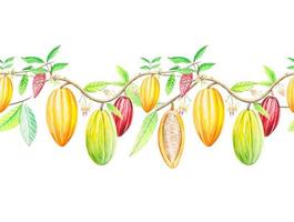 Seamless garland of cocoa branches, border with cocoa fruits. watercolor vector