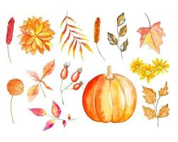Watercolor autumn set of leaves, flowers, branches, and pumpkin vector