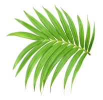 green leaf of palm tree isolated on transparent background png file