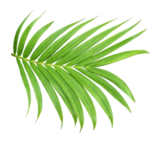 green leaf of palm tree isolated on transparent background png file