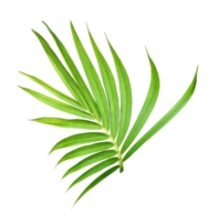 green leaf of palm tree isolated on white background png