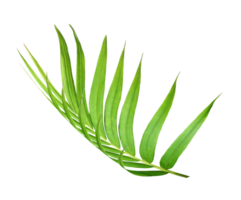 green leaf of palm tree isolated on transparent background png file