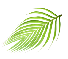 green leaf of palm tree isolated on transparent background png file