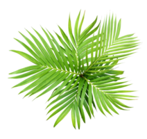 hoja verde de palmera aislada en archivo png de fondo transparente