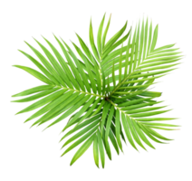 green leaf of palm tree isolated on transparent background png file