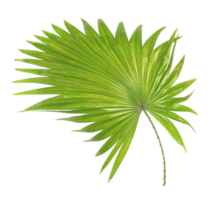 Hoja verde de palmera aislado sobre fondo blanco. png