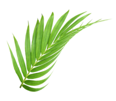 green leaf of palm tree isolated on transparent background png file