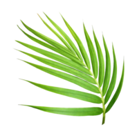 hoja verde de palmera aislada en archivo png de fondo transparente