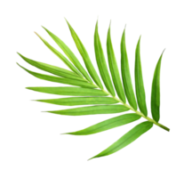 green leaf of palm tree isolated on transparent background png file
