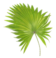 green leaf of palm tree isolated on transparent background png file