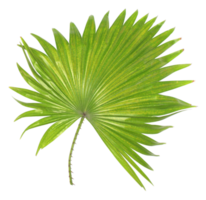 green leaf of palm tree isolated on transparent background png file