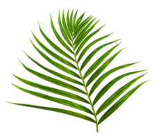 Green leaf of palm tree on transparent background png file