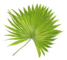 green leaf of palm tree isolated on transparent background png file